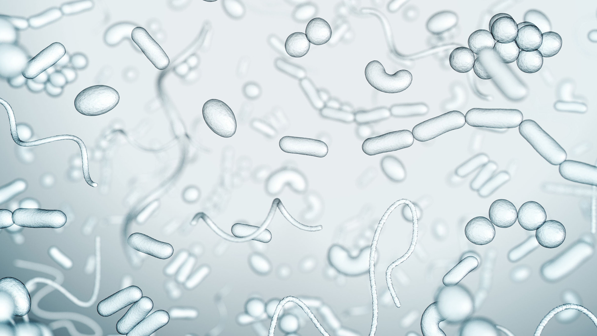 The Bacteria Responsible for Dental Caries: Genetics versus Environment The Bacteria Responsible for Dental Caries: Genetics versus Environment